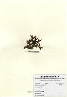 藏品(鳳尾菜)的圖片